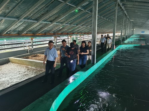 黃條鰤養殖新篇章 黃海水產研究所工廠化循環水養殖技術示范成功通過現場驗收